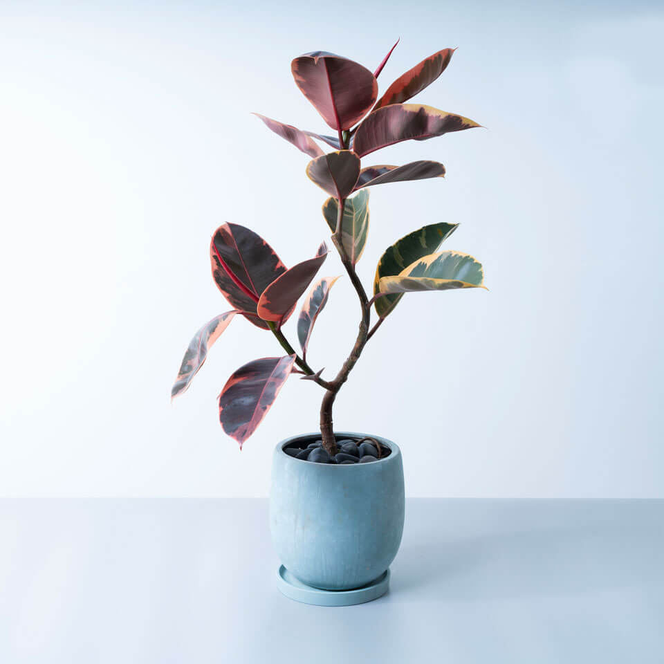 フィカス 植物 約45cm 陶器鉢 観葉植物】フィカス・ティネケ 5号 陶器鉢 鉢カラー/ホワイト