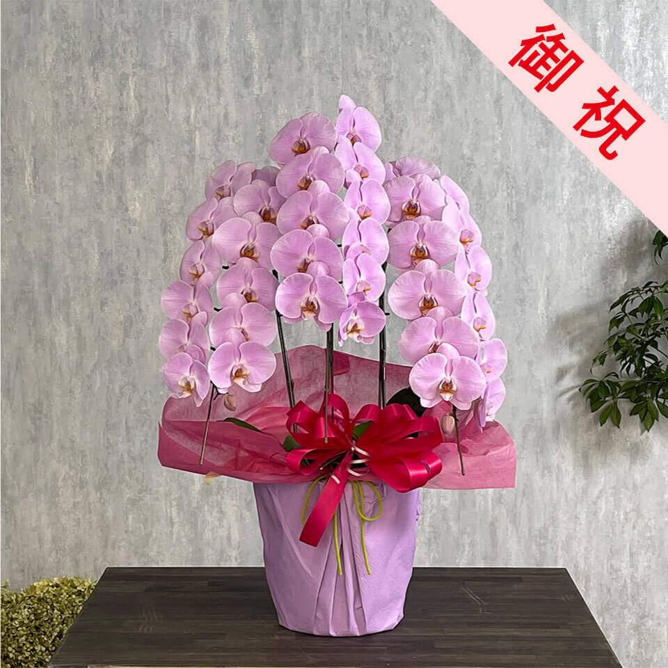お祝い用】3本立ちピンク系胡蝶蘭｜広島花屋オンラインショップ花将
