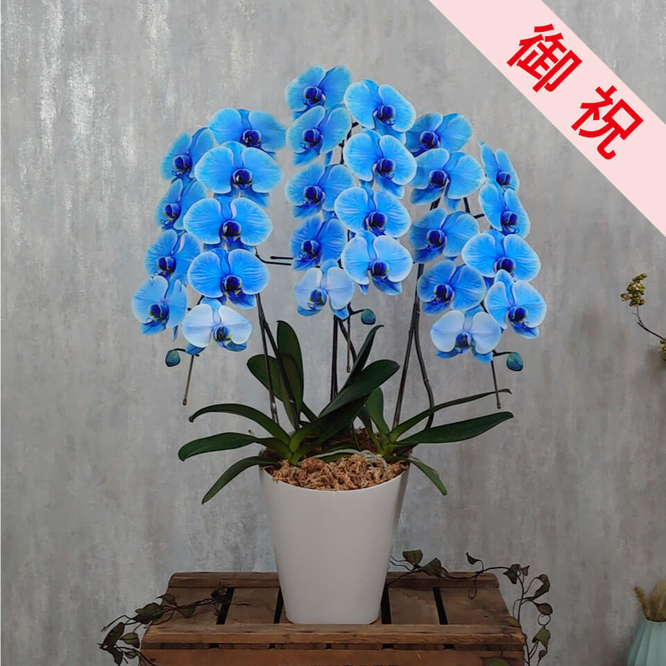 お祝い用】3本立ち青胡蝶蘭｜広島花屋オンラインショップ花将