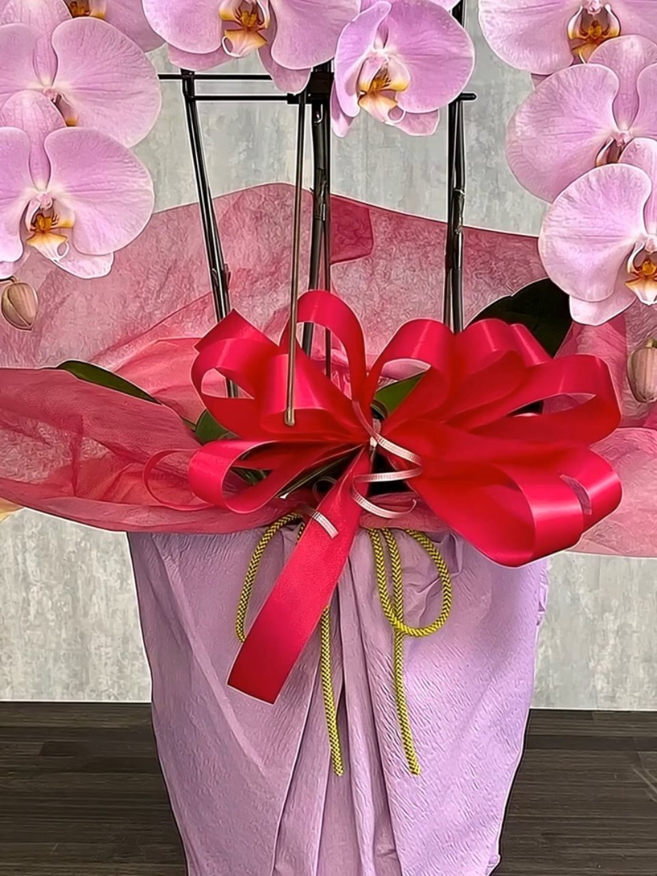 ELZA　クンシラン銘花交配４点セット テッサ×グロリア他３点 椎名洋ラン園の選べるマイクロ胡蝶蘭』 鉢植え｜横浜花まりか フラワー