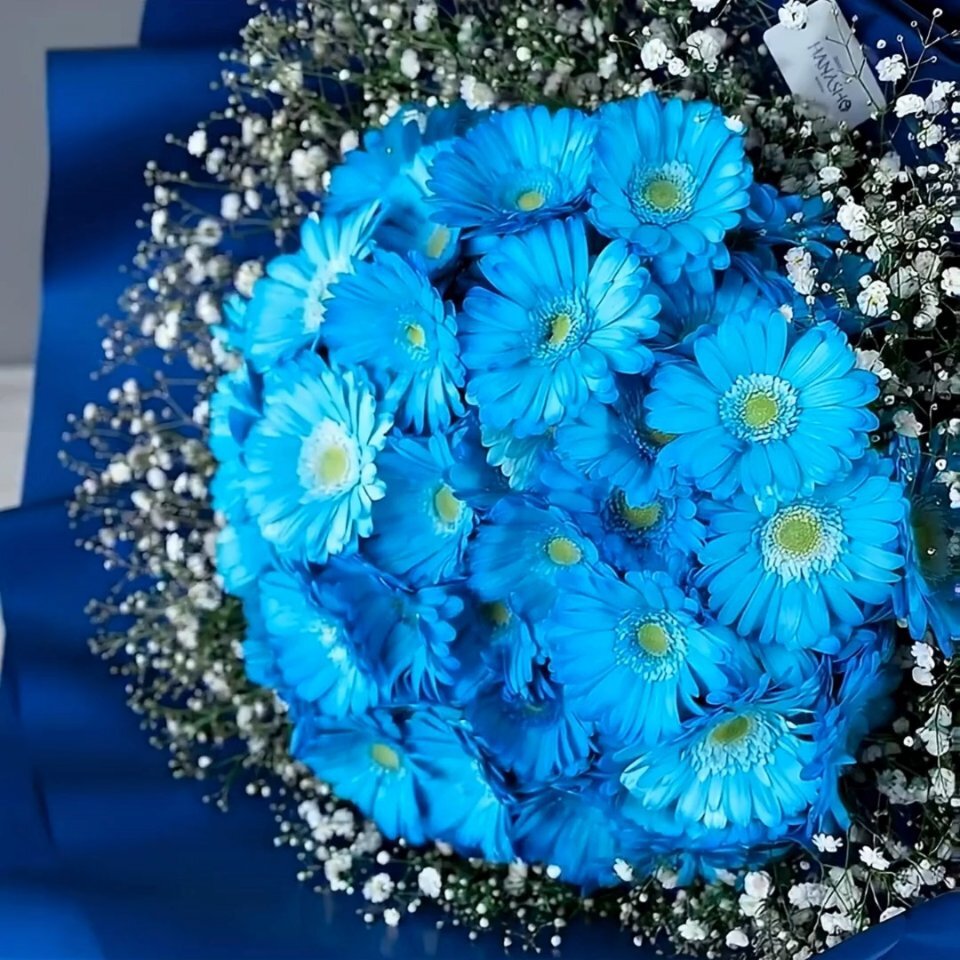 青ガーベラ100本の花束(かすみ草入り)｜広島花屋オンラインショップ花将